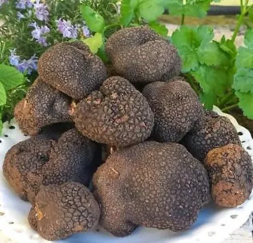 酒店 罗坎达中央宾馆 3*